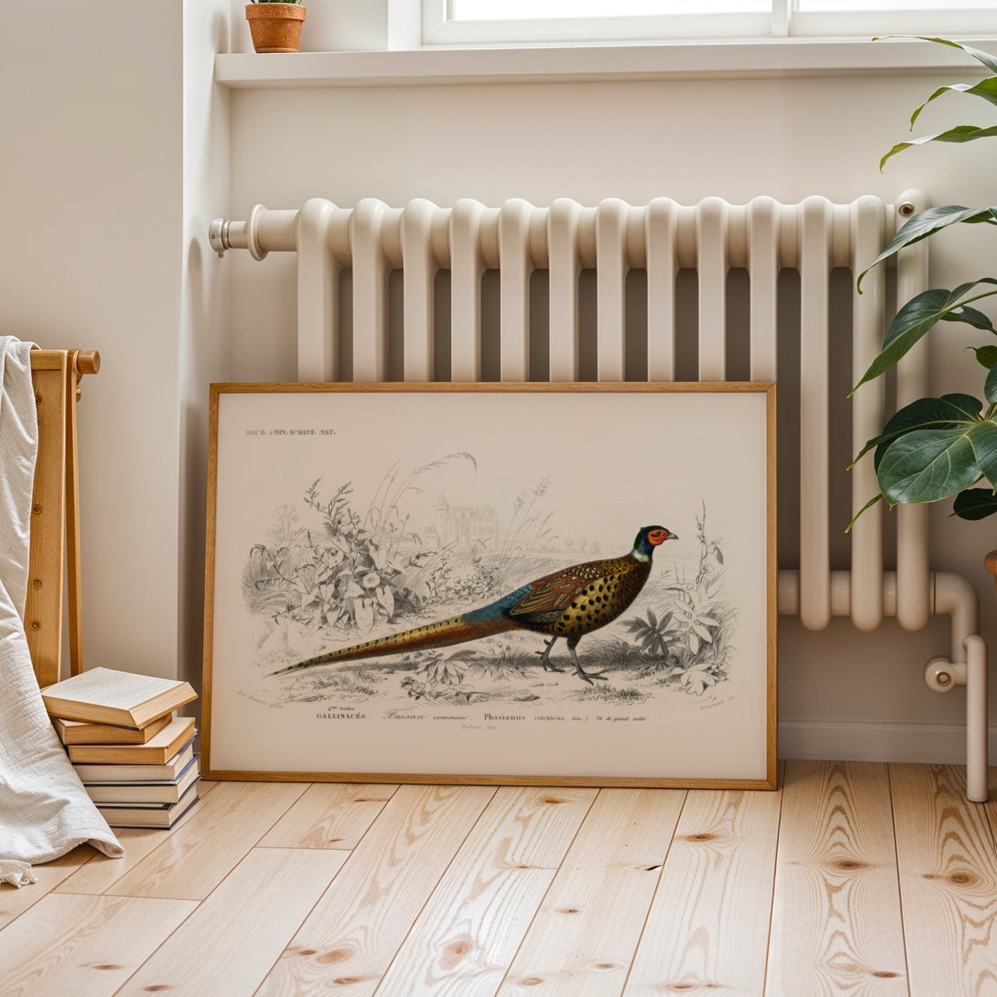 Ring - Necked Pheasant (Animal Illustration from ‘Dictionnaire Universel D'histoire Naturelle’) - Pathos Studio - Art Prints