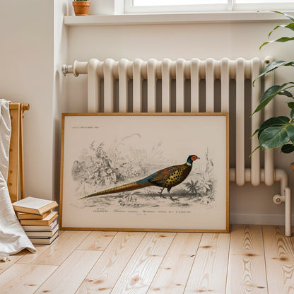 Ring - Necked Pheasant (Animal Illustration from ‘Dictionnaire Universel D'histoire Naturelle’) - Pathos Studio - Art Prints