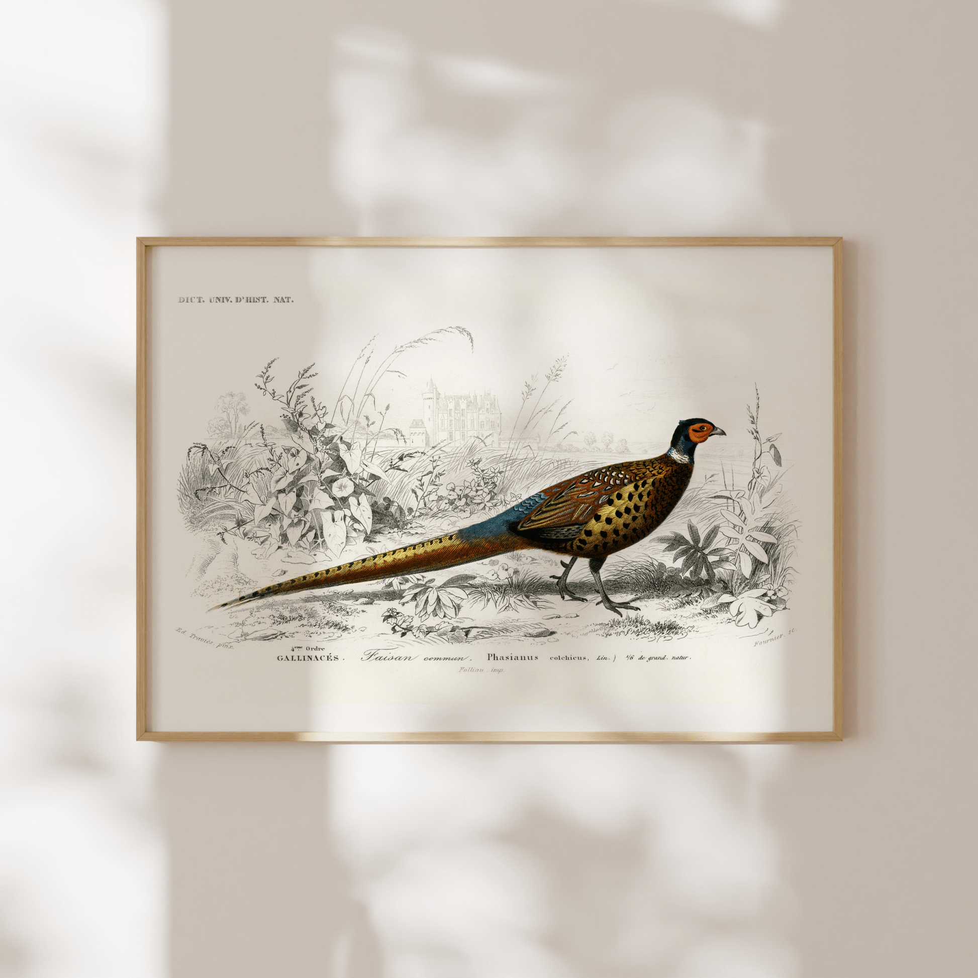 Ring - Necked Pheasant (Animal Illustration from ‘Dictionnaire Universel D'histoire Naturelle’) - Pathos Studio - Art Prints