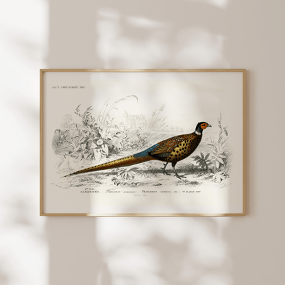 Ring - Necked Pheasant (Animal Illustration from ‘Dictionnaire Universel D'histoire Naturelle’) - Pathos Studio - Art Prints