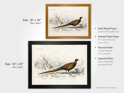 Ring - Necked Pheasant (Animal Illustration from ‘Dictionnaire Universel D'histoire Naturelle’) - Pathos Studio - Art Prints