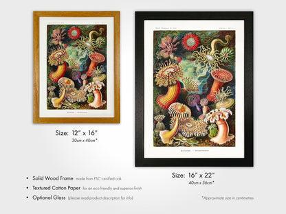 Sea Anemones (Actiniae–Seeanemonen) - Pathos Studio - Art Prints