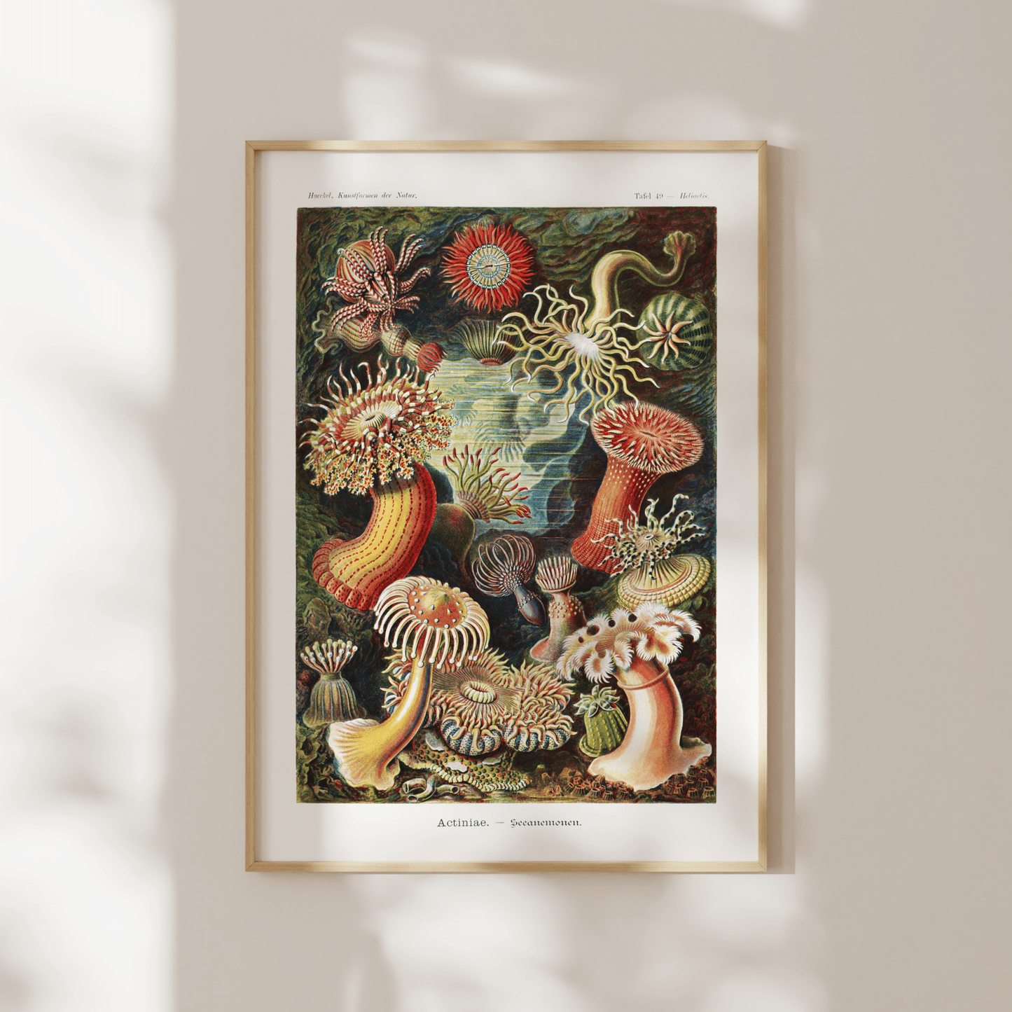 Sea Anemones (Actiniae–Seeanemonen) - Pathos Studio - Art Prints