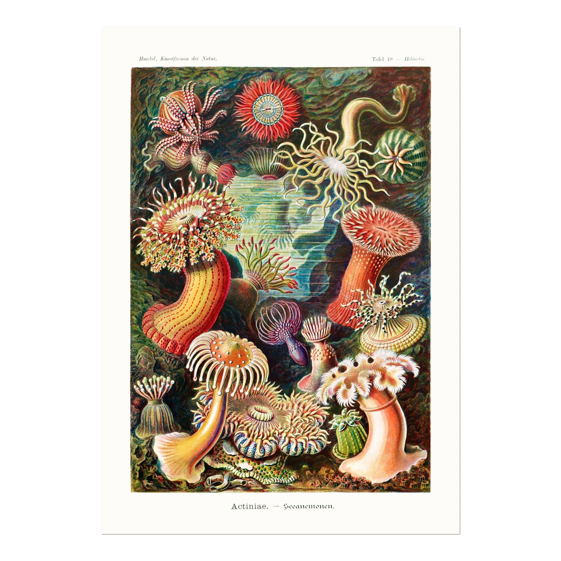 Sea Anemones (Actiniae–Seeanemonen) - Pathos Studio - Art Prints