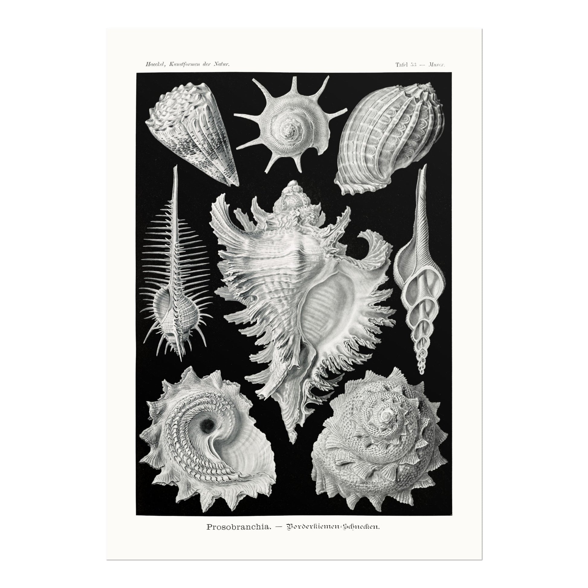 Sea Shells (Prosobranchia) - Pathos Studio - Art Prints