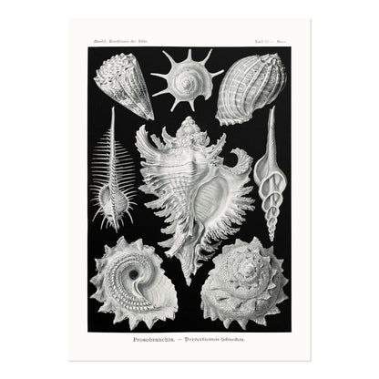 Sea Shells (Prosobranchia) - Pathos Studio - Art Prints