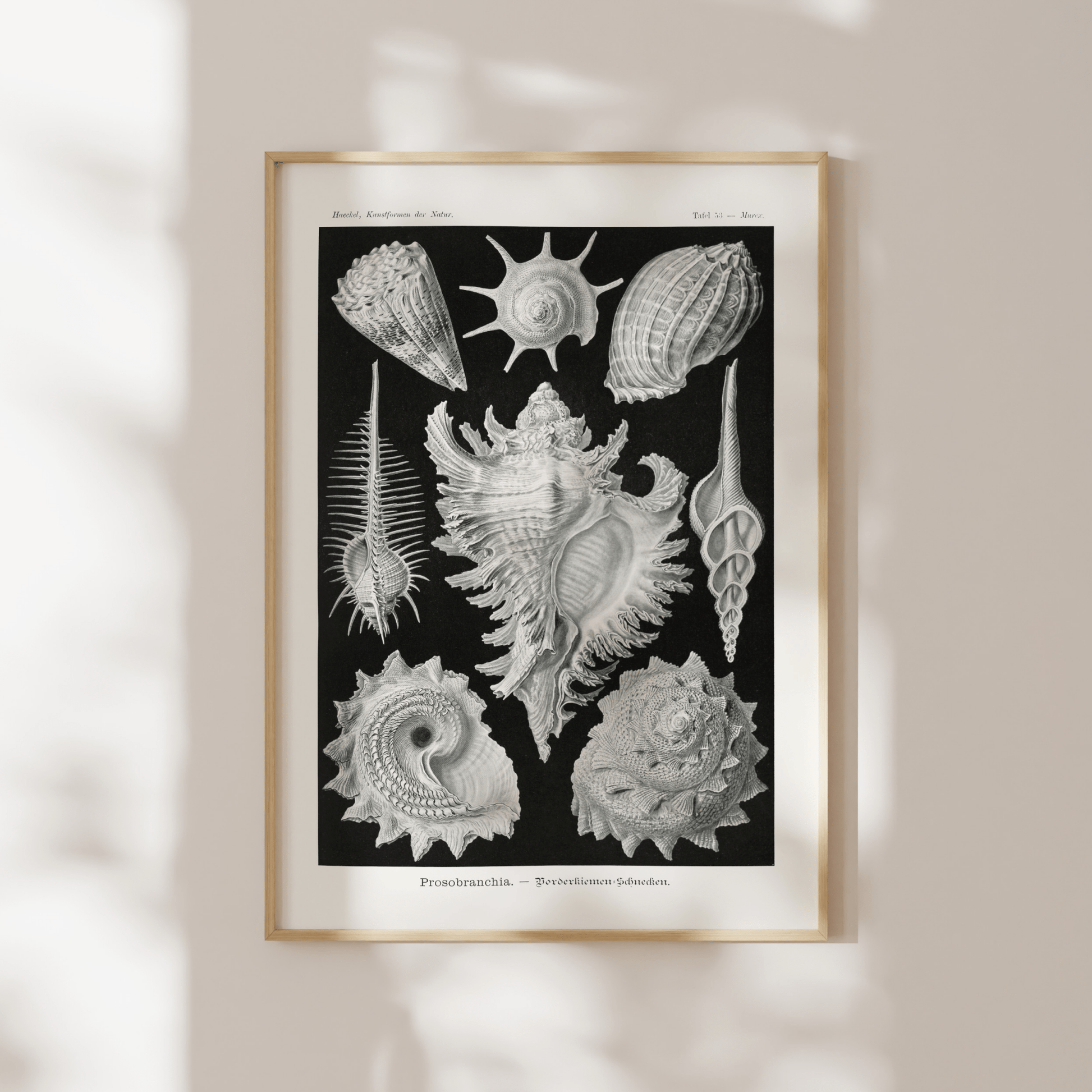 Sea Shells (Prosobranchia) - Pathos Studio - Art Prints