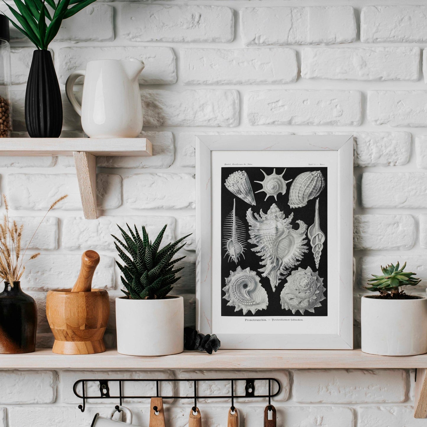 Sea Shells (Prosobranchia) - Pathos Studio - Art Prints
