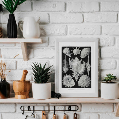 Sea Shells (Prosobranchia) - Pathos Studio - Art Prints