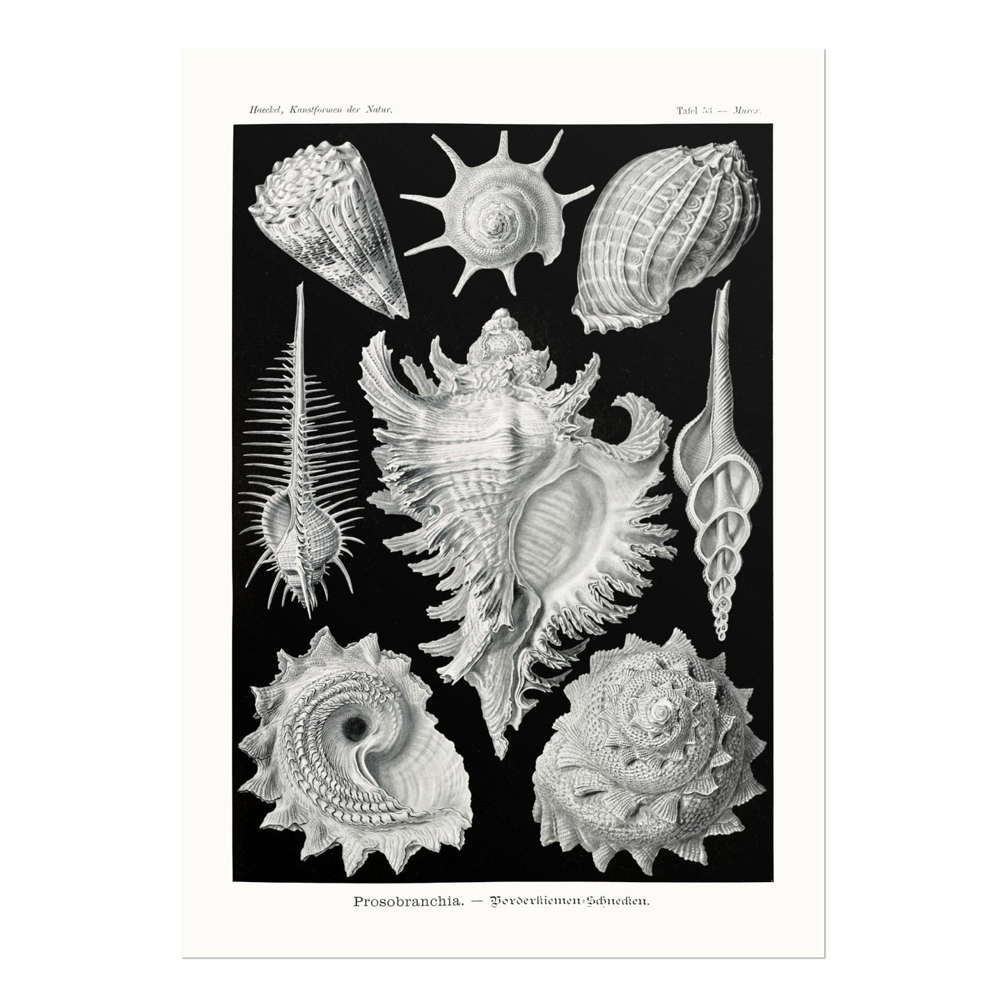 Sea Shells (Thalamophora–Kammerlinge) - Pathos Studio - Art Prints