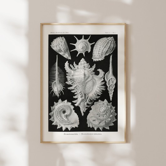 Sea Shells (Thalamophora–Kammerlinge) - Pathos Studio - Art Prints