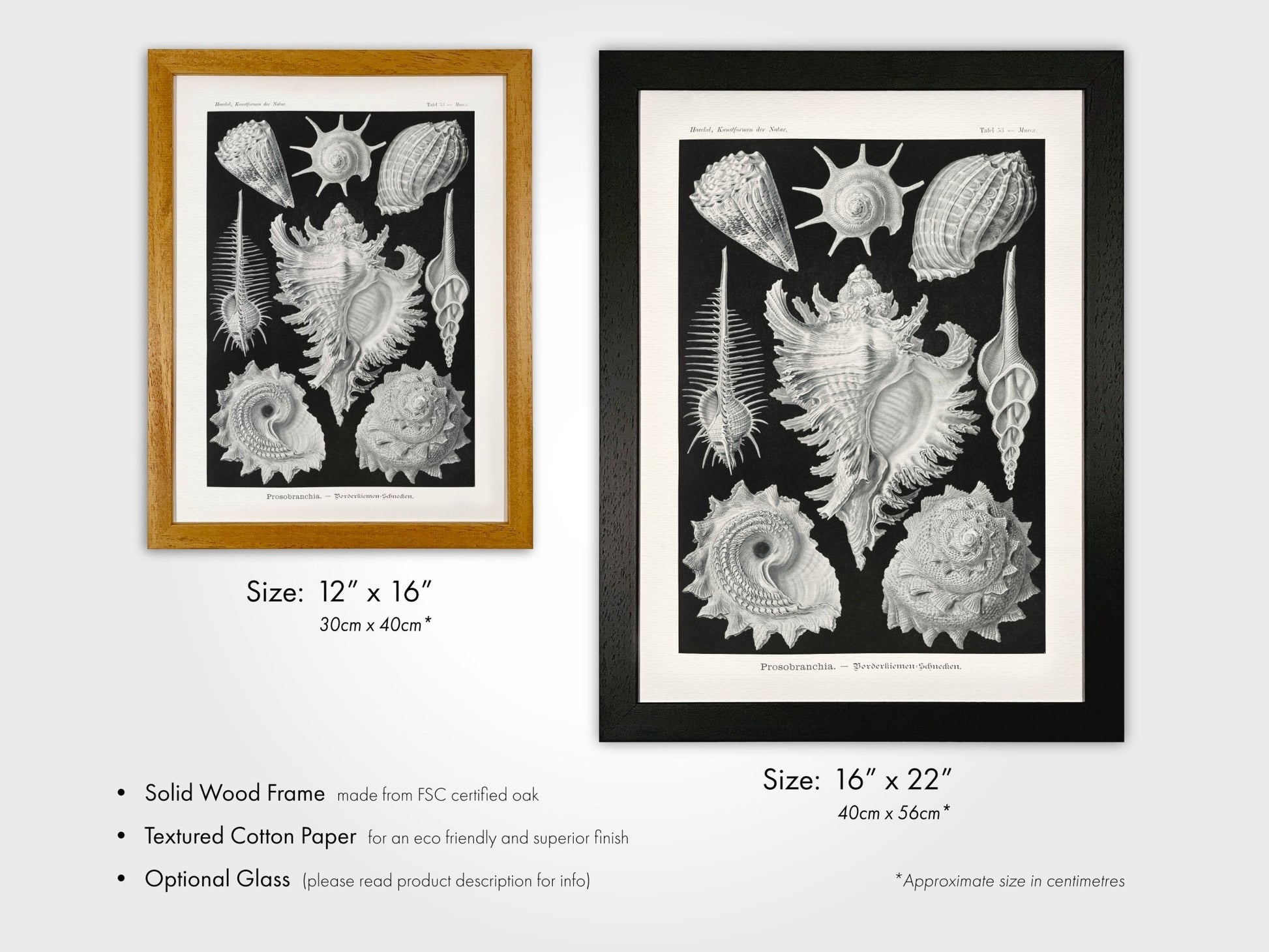 Sea Shells (Thalamophora–Kammerlinge) - Pathos Studio - Art Prints