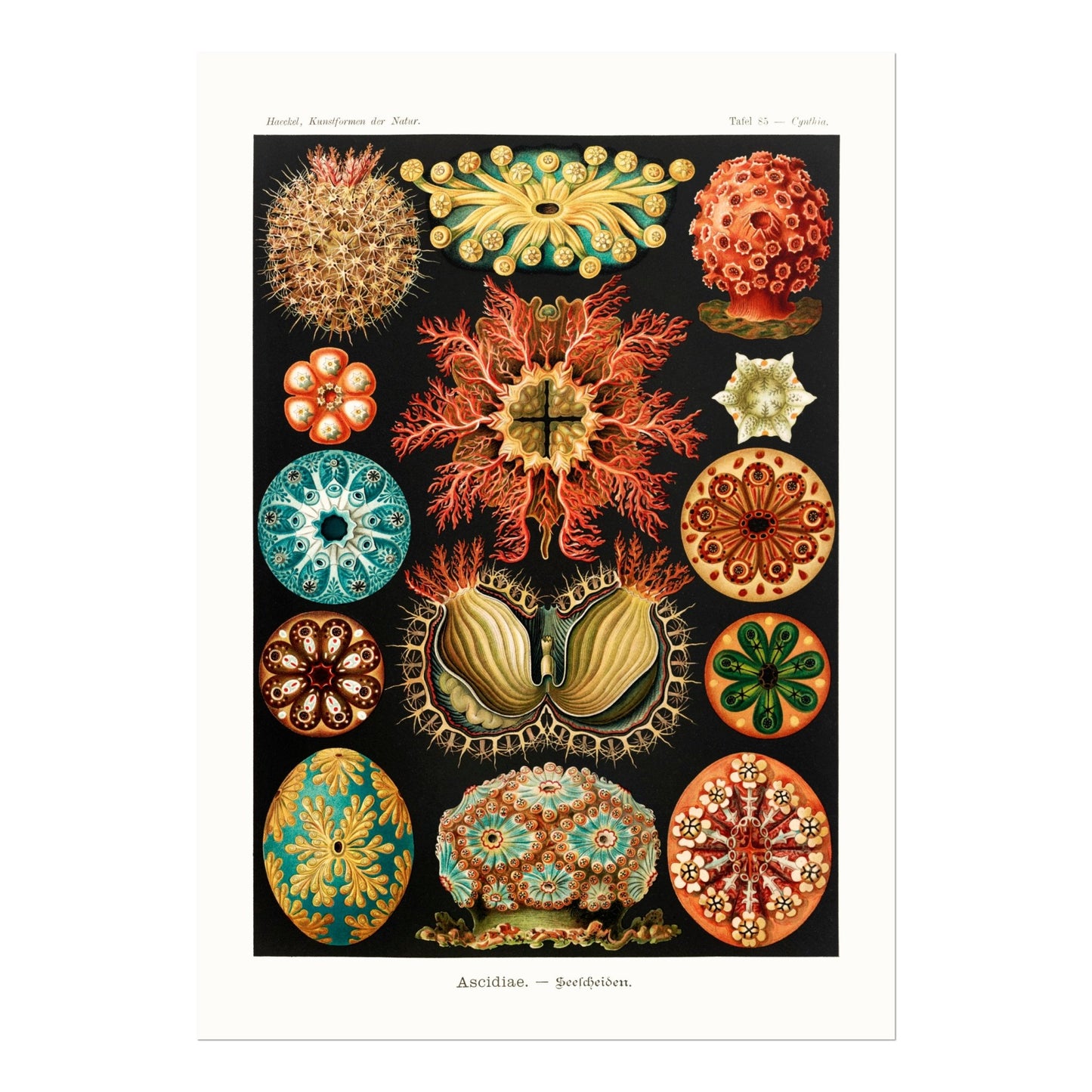 Sea Squirts (Ascidiae–Seescheiden) - Pathos Studio - Art Prints
