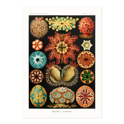 Sea Squirts (Ascidiae–Seescheiden) - Pathos Studio - Art Prints