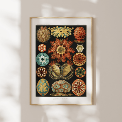 Sea Squirts (Ascidiae–Seescheiden) - Pathos Studio - Art Prints