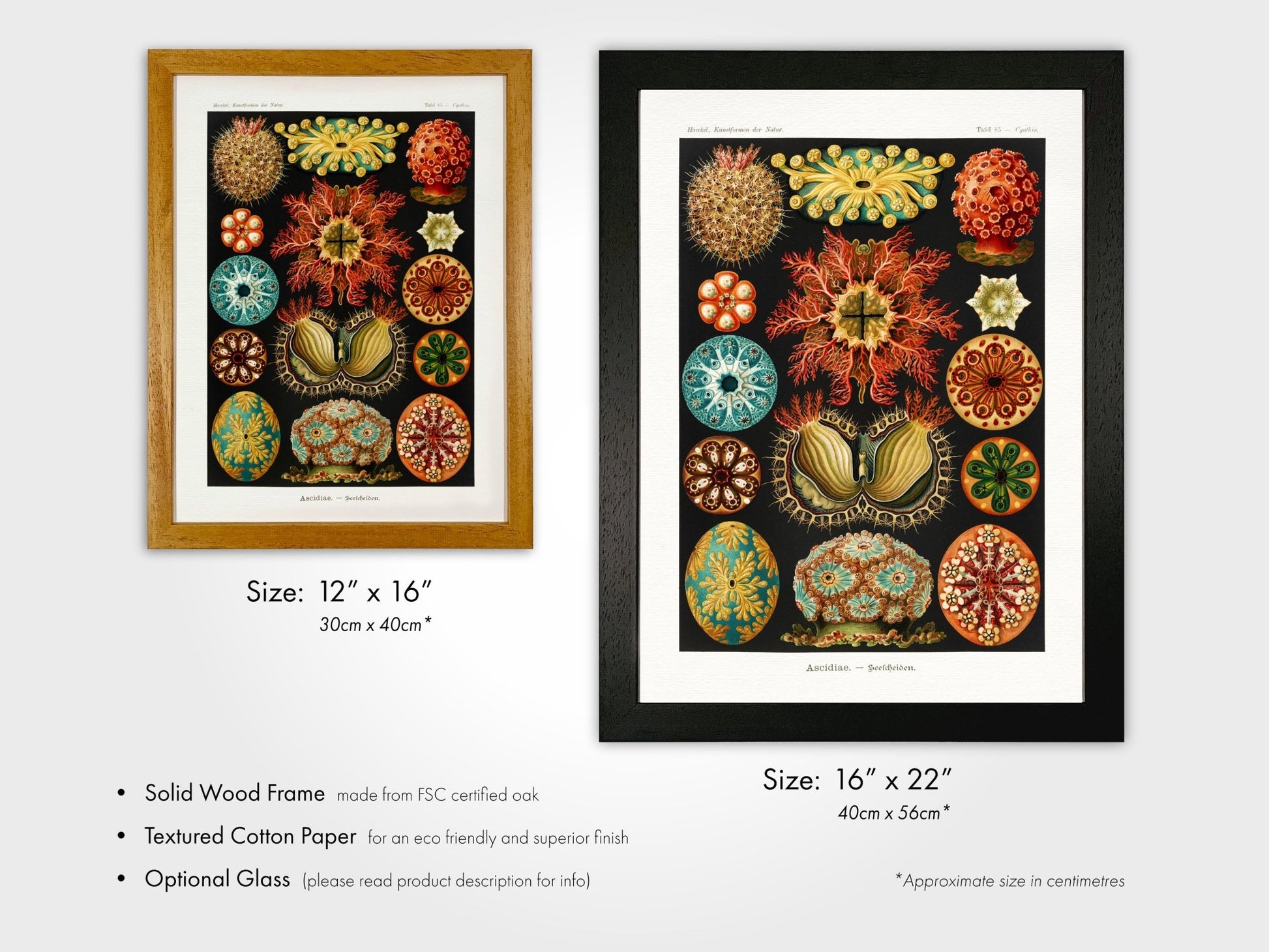 Sea Squirts (Ascidiae–Seescheiden) - Pathos Studio - Art Prints