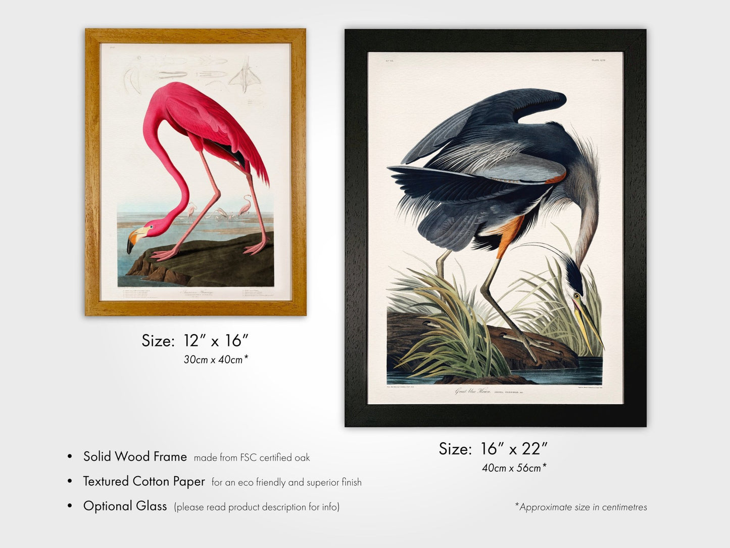 Set of 3 'Birds Of America' Prints by John James Audubon - Pathos Studio - Art Print Sets