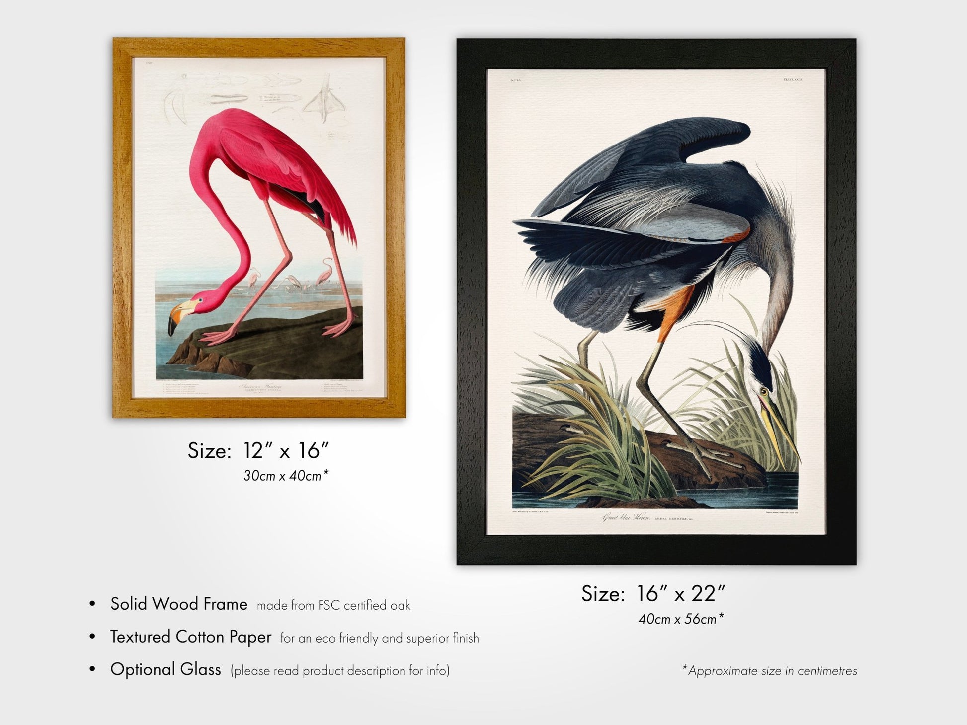 Set of 3 'Birds Of America' Prints by John James Audubon - Pathos Studio - Art Print Sets