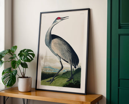 Set of 3 'Birds Of America' Prints by John James Audubon - Pathos Studio - Art Print Sets