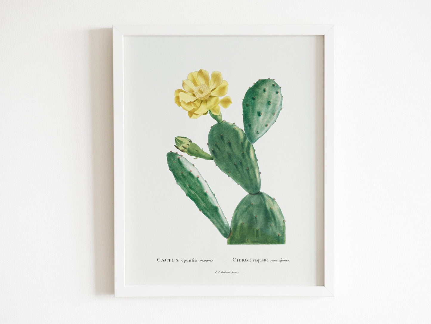 Set of 3 Cacti Prints by Pierre - Joseph Redouté (Raphael of Flowers) - Pathos Studio - Art Print Sets