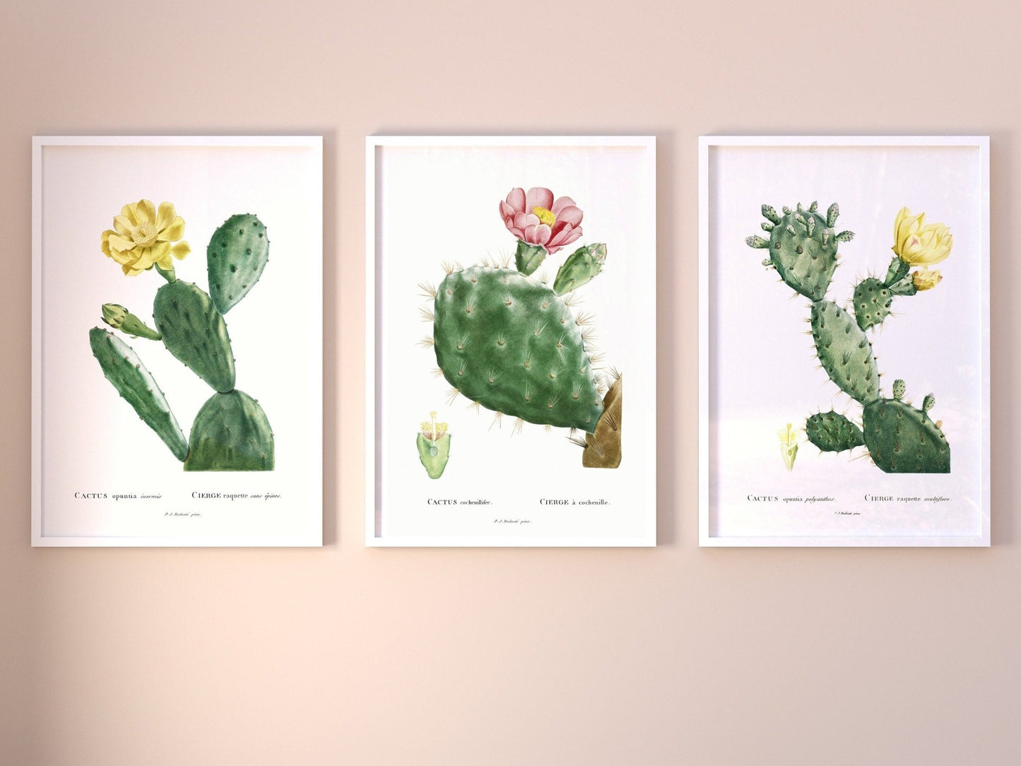 Set of 3 Cacti Prints by Pierre - Joseph Redouté (Raphael of Flowers) - Pathos Studio - Art Print Sets