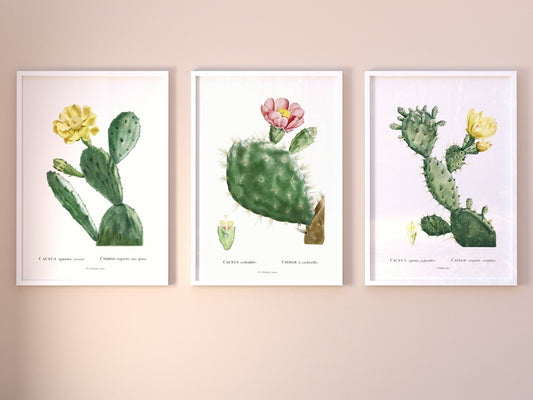 Set of 3 Cacti Prints by Pierre - Joseph Redouté (Raphael of Flowers) - Pathos Studio - Art Print Sets
