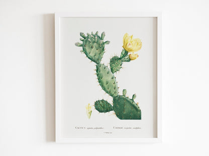 Set of 3 Cacti Prints by Pierre - Joseph Redouté (Raphael of Flowers) - Pathos Studio - Art Print Sets
