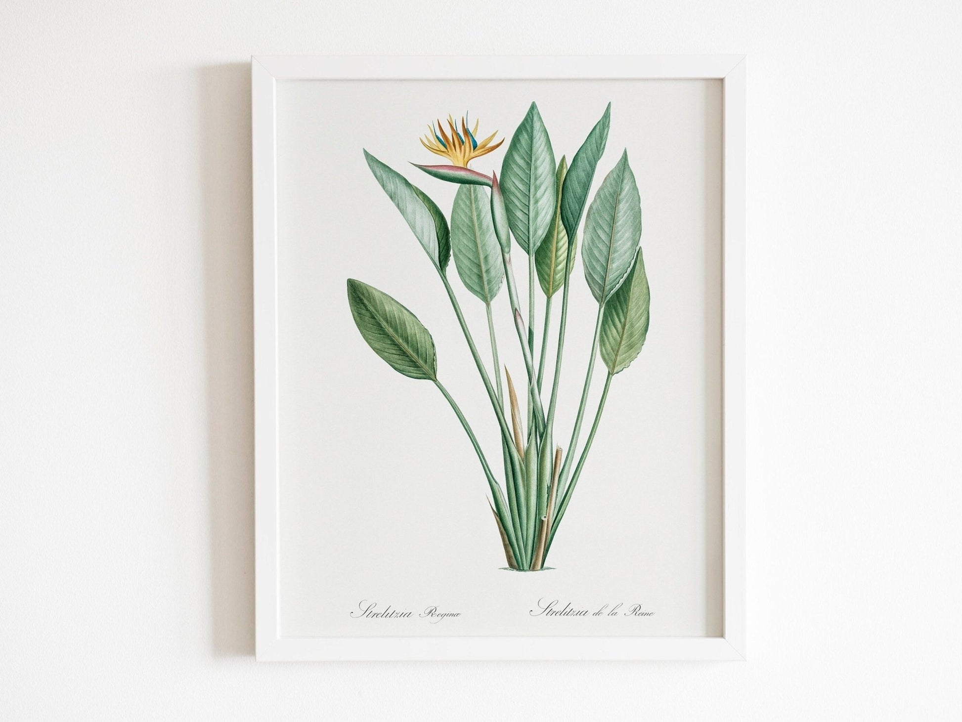 Set of 3 Exotic Plant Prints by Pierre - Joseph Redouté (Raphael of Flowers) - Pathos Studio - Art Print Sets