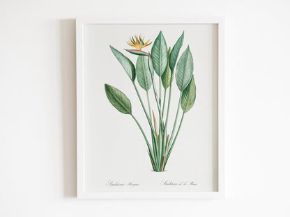 Set of 3 Exotic Plant Prints by Pierre - Joseph Redouté (Raphael of Flowers) - Pathos Studio - Art Print Sets