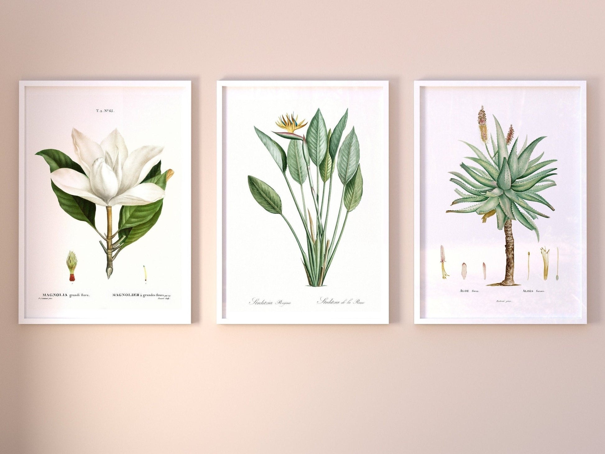 Set of 3 Exotic Plant Prints by Pierre - Joseph Redouté (Raphael of Flowers) - Pathos Studio - Art Print Sets