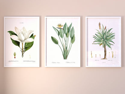 Set of 3 Exotic Plant Prints by Pierre - Joseph Redouté (Raphael of Flowers) - Pathos Studio - Art Print Sets