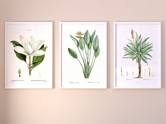Set of 3 Exotic Plant Prints by Pierre - Joseph Redouté (Raphael of Flowers) - Pathos Studio - Art Print Sets