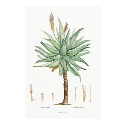 Set of 3 Exotic Plant Prints by Pierre - Joseph Redouté (Raphael of Flowers) - Pathos Studio - Art Print Sets