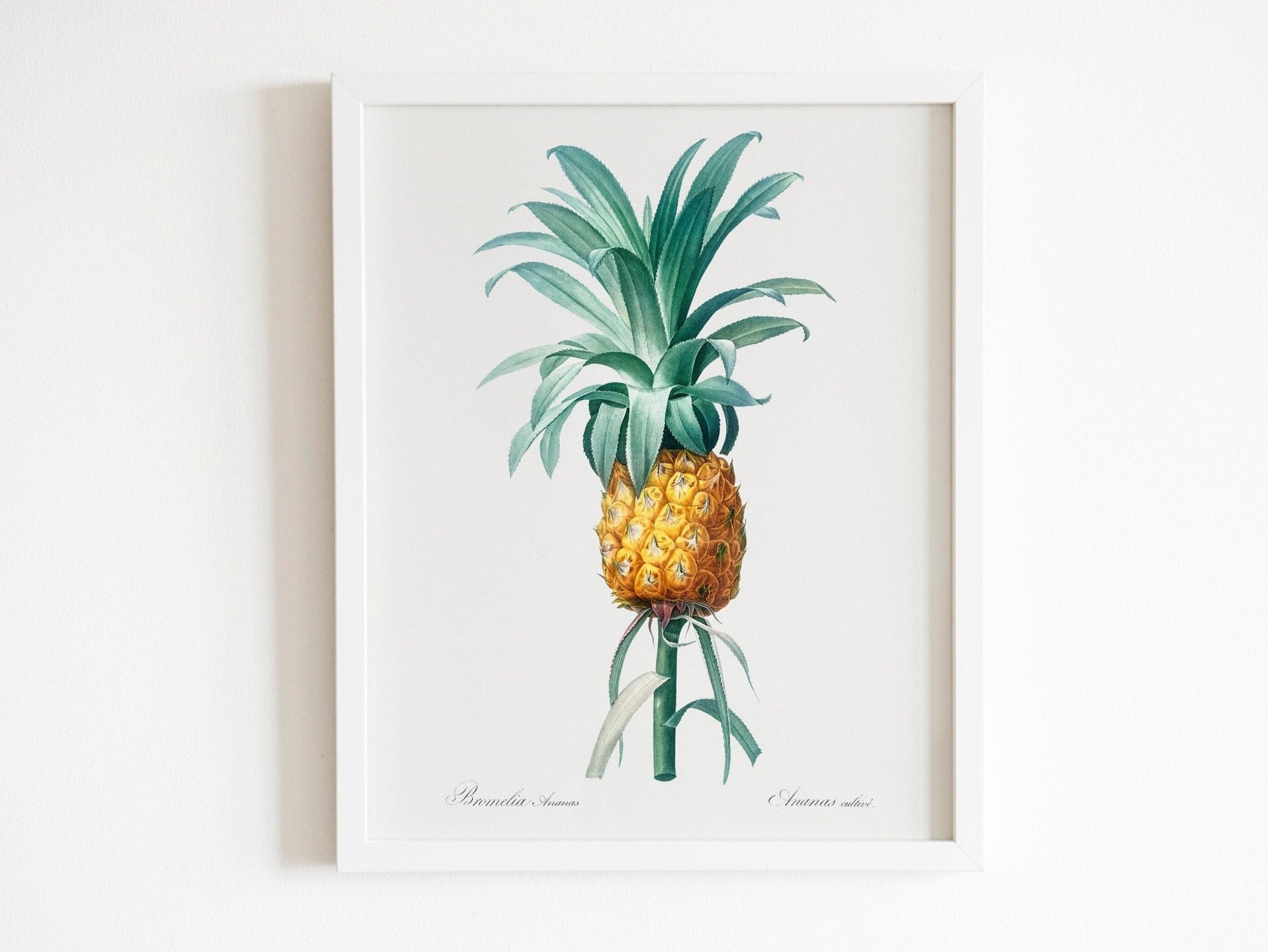 Set of 3 Fruit Prints by Pierre - Joseph Redouté (Raphael of Flowers) - Pathos Studio - Art Print Sets