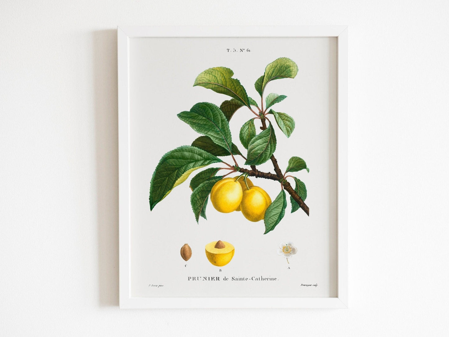 Set of 3 Fruit Prints by Pierre - Joseph Redouté (Raphael of Flowers) - Pathos Studio - Art Print Sets
