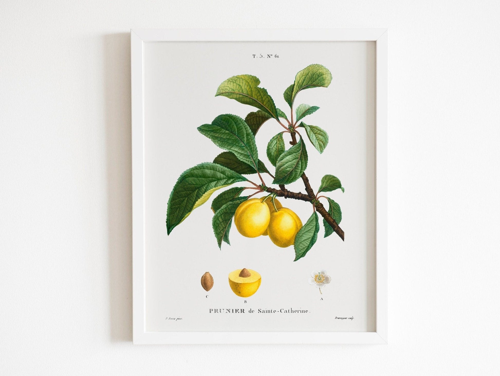 Set of 3 Fruit Prints by Pierre - Joseph Redouté (Raphael of Flowers) - Pathos Studio - Art Print Sets
