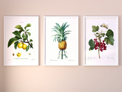Set of 3 Fruit Prints by Pierre - Joseph Redouté (Raphael of Flowers) - Pathos Studio - Art Print Sets