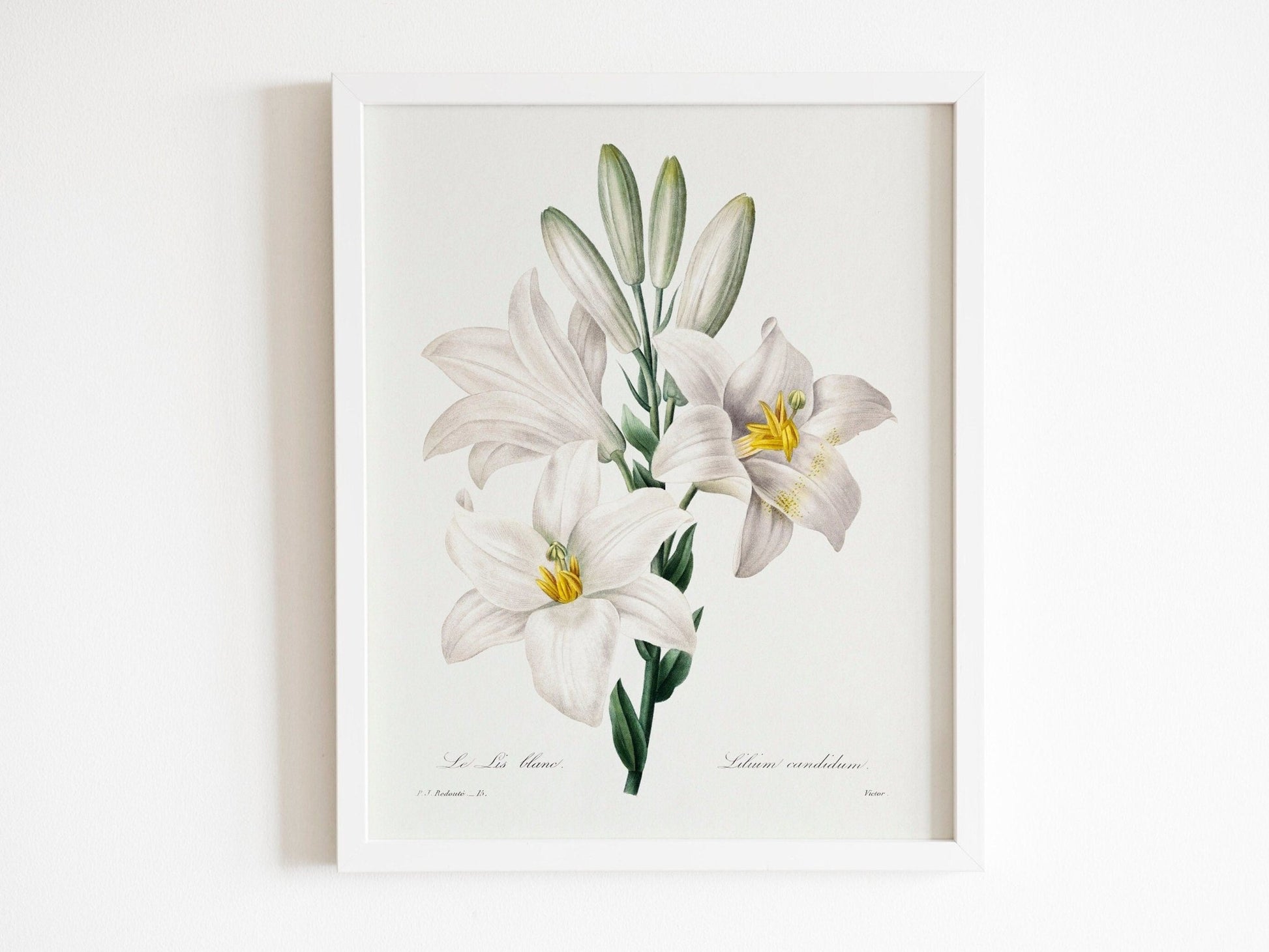 Set of 3 Lily & Roses Prints by Pierre - Joseph Redouté (Raphael of Flowers) - Pathos Studio - Art Print Sets