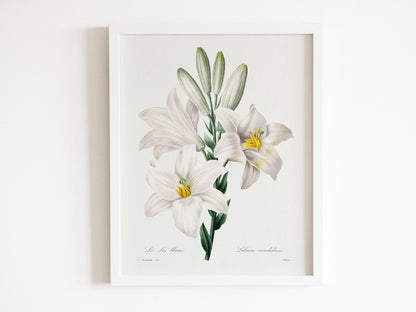 Set of 3 Lily & Roses Prints by Pierre - Joseph Redouté (Raphael of Flowers) - Pathos Studio - Art Print Sets