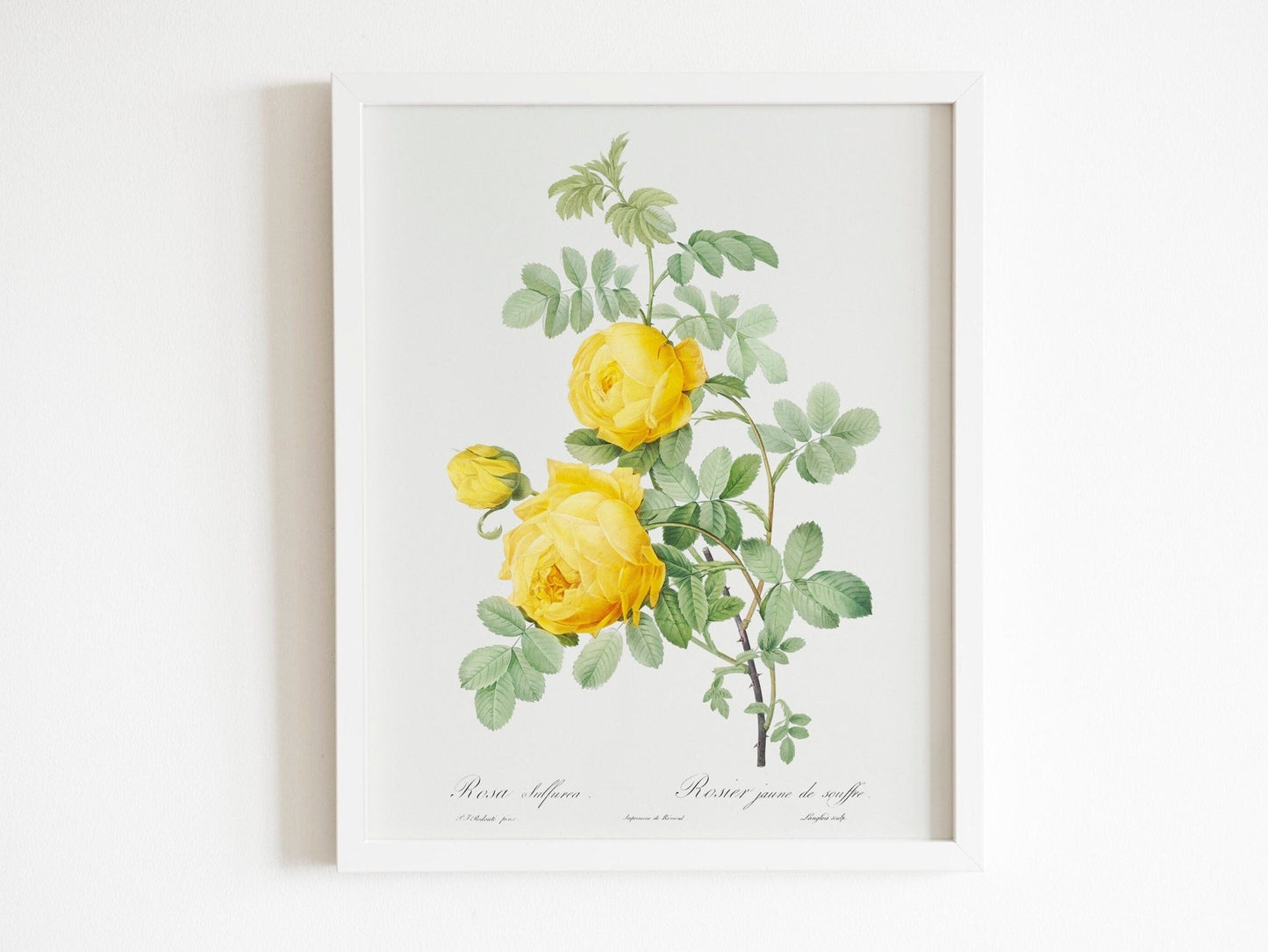 Set of 3 Lily & Roses Prints by Pierre - Joseph Redouté (Raphael of Flowers) - Pathos Studio - Art Print Sets