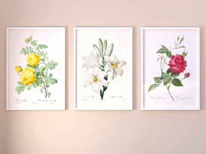 Set of 3 Lily & Roses Prints by Pierre - Joseph Redouté (Raphael of Flowers) - Pathos Studio - Art Print Sets