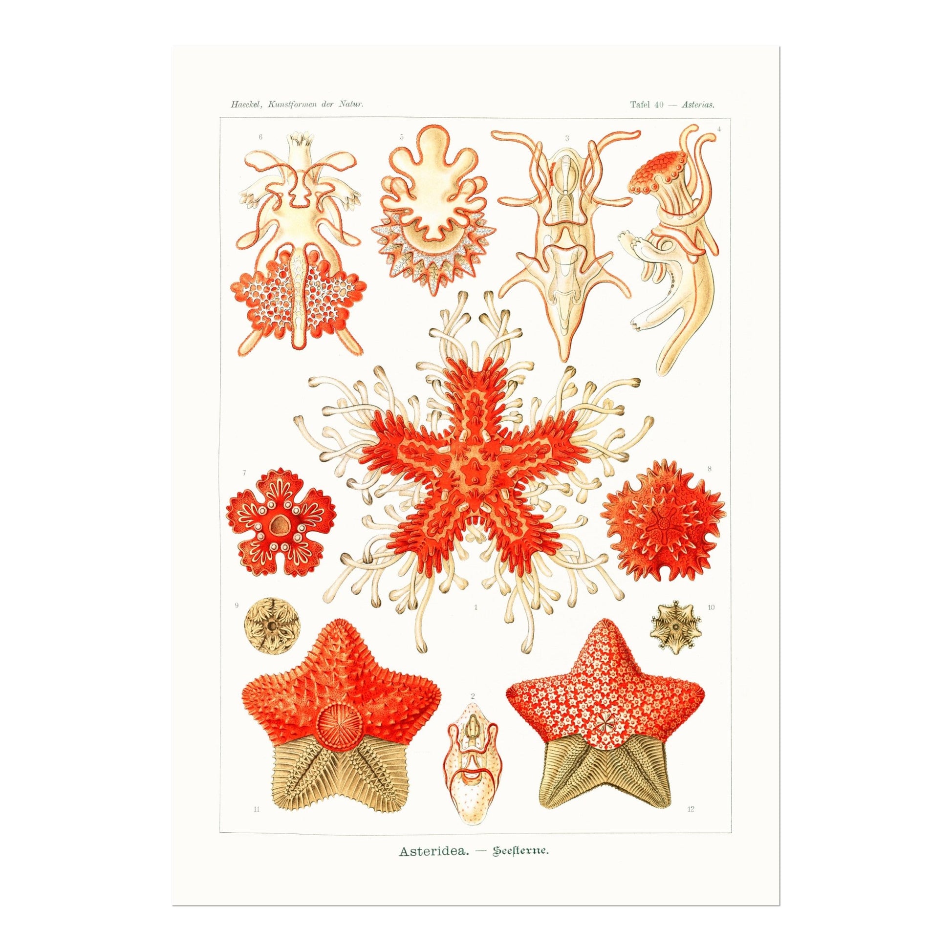 Starfish (Asteridea) - Pathos Studio - Art Prints