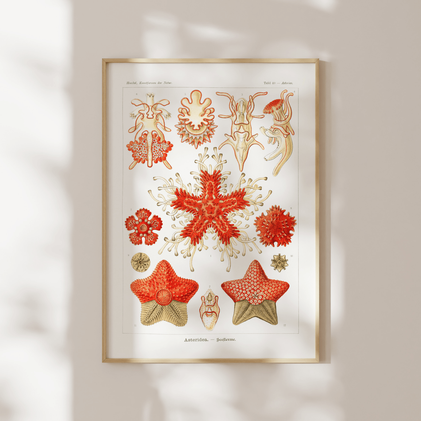 Starfish (Asteridea) - Pathos Studio - Art Prints