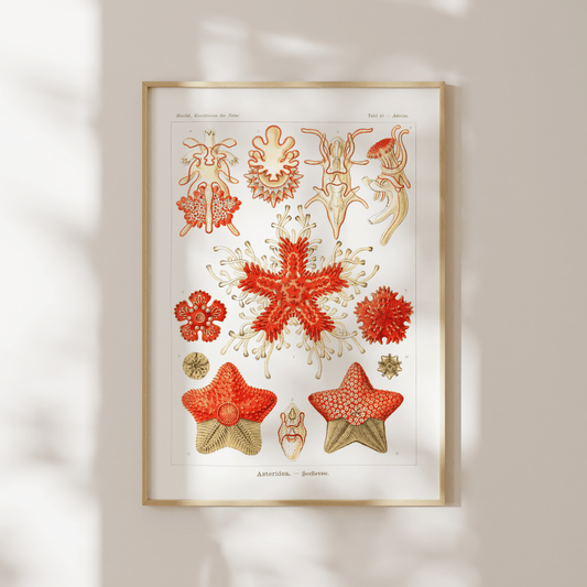 Starfish (Asteridea) - Pathos Studio - Art Prints