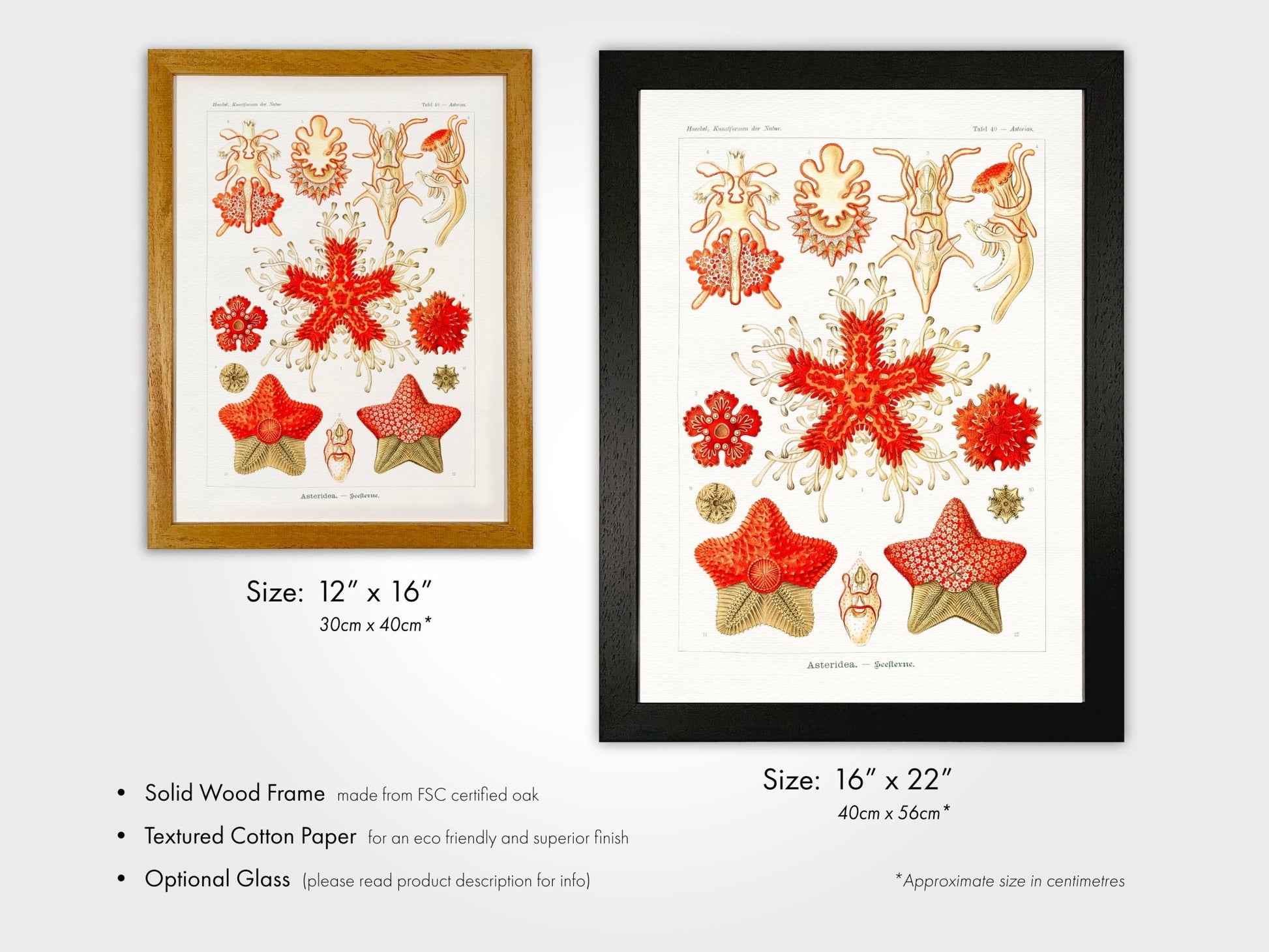 Starfish (Asteridea) - Pathos Studio - Art Prints