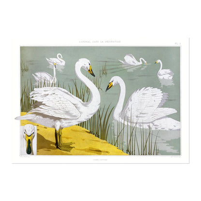 Swans from 'L'animal Dans La Décoration’ by Maurice Verneuil - Pathos Studio - Art Prints