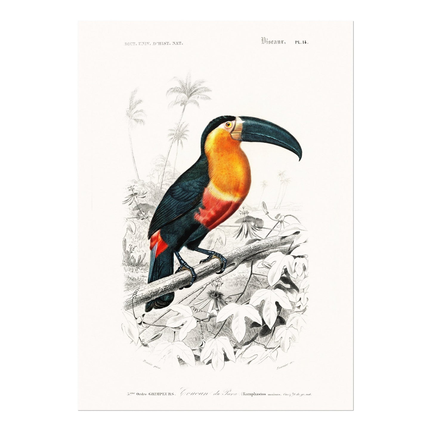 Toucan (Animal Illustration from ‘Dictionnaire Universel D'histoire Naturelle’) - Pathos Studio - Art Prints