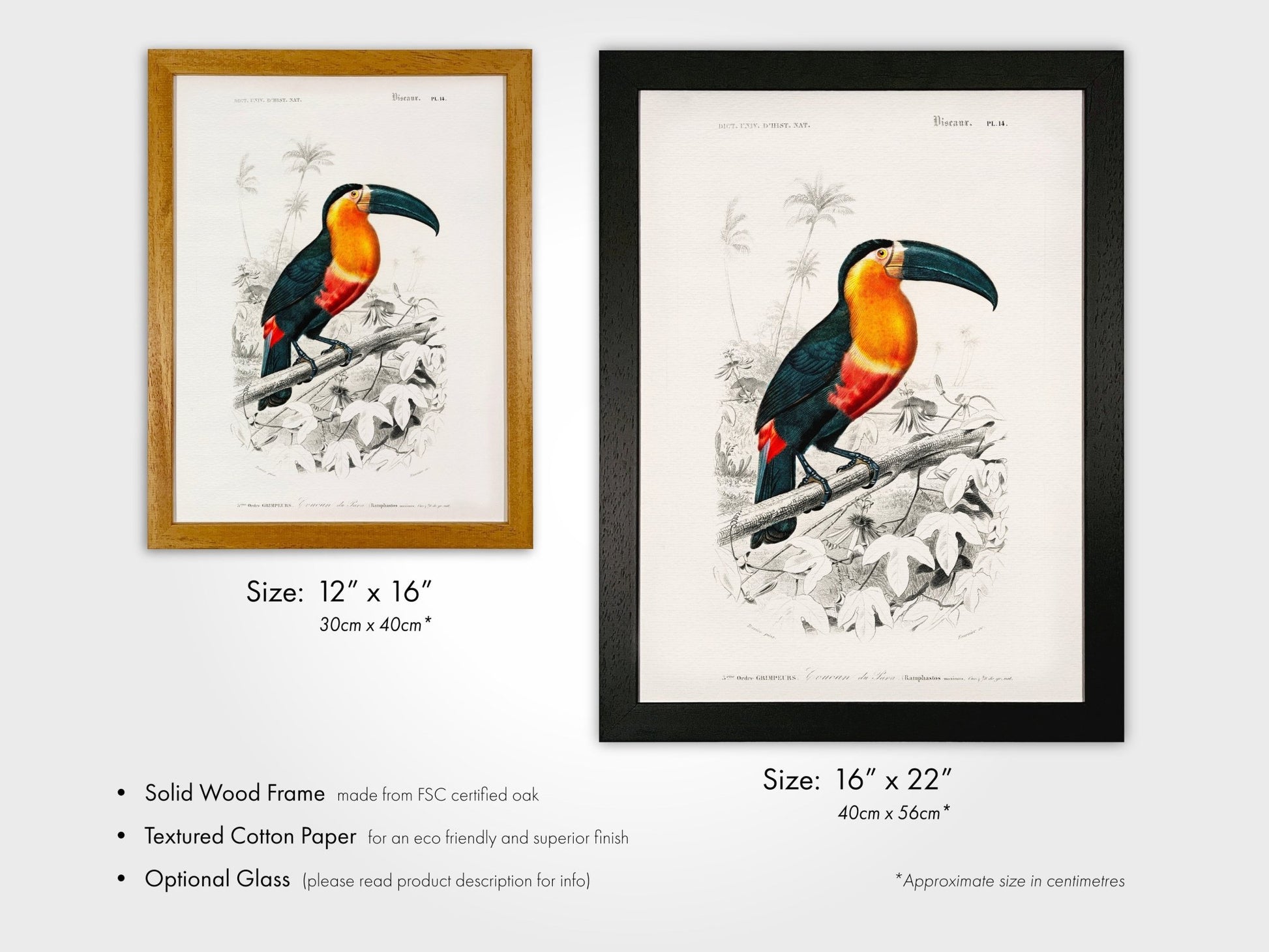 Toucan (Animal Illustration from ‘Dictionnaire Universel D'histoire Naturelle’) - Pathos Studio - Art Prints