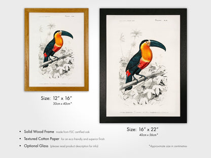 Toucan (Animal Illustration from ‘Dictionnaire Universel D'histoire Naturelle’) - Pathos Studio - Art Prints