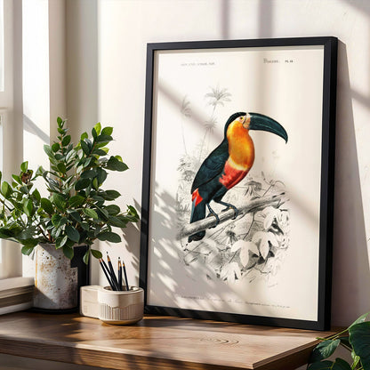 Toucan (Animal Illustration from ‘Dictionnaire Universel D'histoire Naturelle’) - Pathos Studio - Art Prints